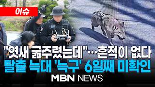 [이슈] 엿새 굶주렸는데…대전 오월드 탈출 늑대 '늑구' 6일째 행방묘연 | MBN NEWS
