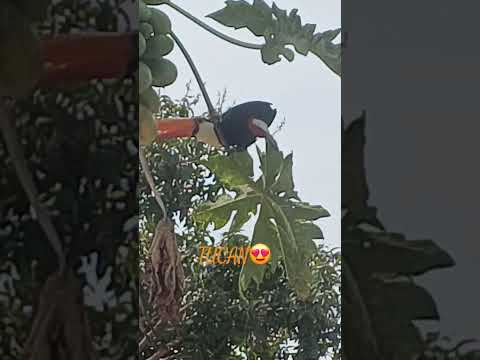 #tucano#mundoanimal#aves#barmirantedasvaquinhas#estanciacanna#corumbaIV#alexania#goias