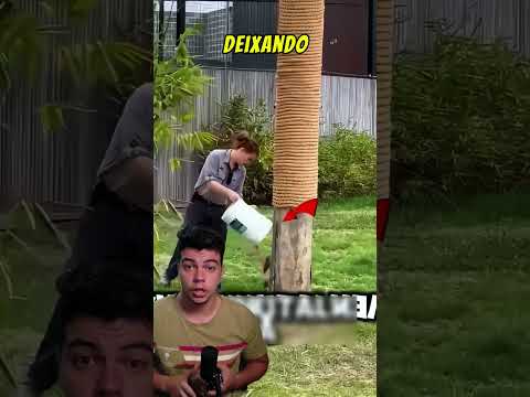 Se um tigre estiver te perseguindo nunca suba numa árvore #tigre #animais