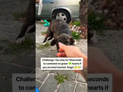 For any help consider donating link in bio to save a stray life in Los Angeles#usashorts#save