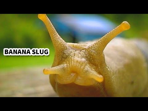Banana Slug Facts: the YELLOW Slugs 💛 Animal Fact Files