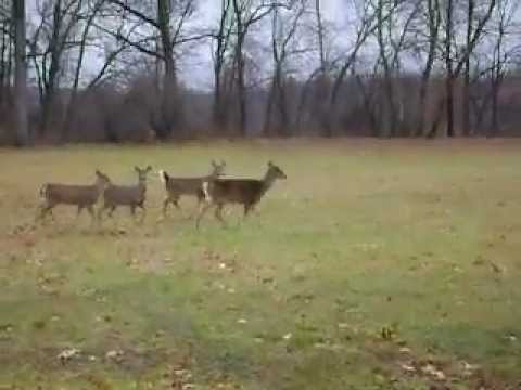 12/10/12 - Bambi's posse!