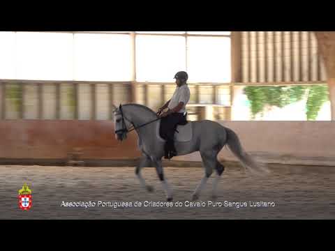 20/06/29 4 Luar da Caniceira - Projecto para Cavalos Lusitanos Jovens no Ensino