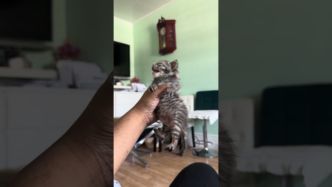 Pru video