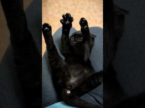 4 أسرار عن القطط مستحيل تكون عارفها! 🐈‍⬛🐾