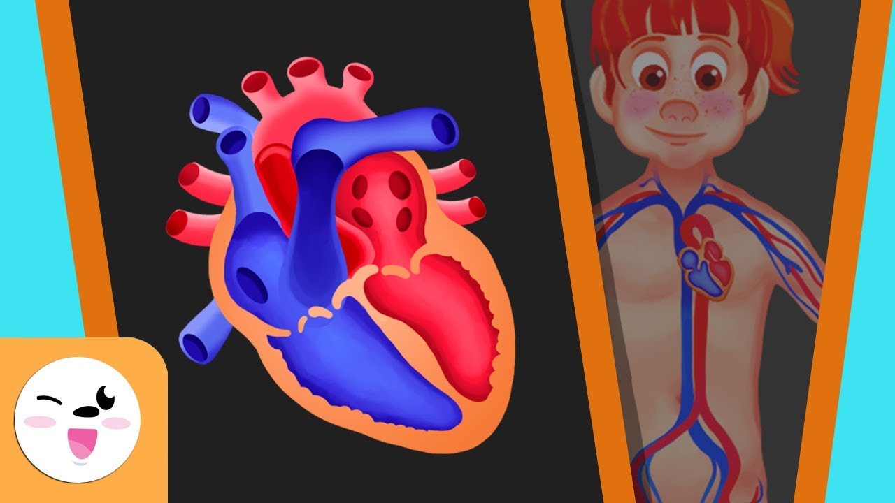 El sistema circulatorio del cuerpo humano para niños - Smile and Learn