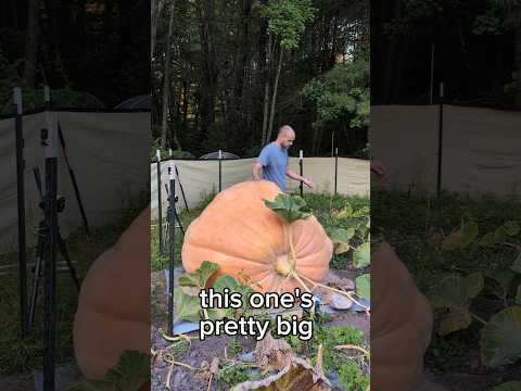 that's a lot of pumpkin pie 🎃⚡🐻 #giantpumpkin #halloween #gardening #plants #garden #pumpkin