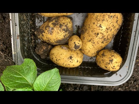Potato Bucket Harvest and Black Spot Tutorial 🪴☀️#potatoes #gardening #vegetablegardening #veggies