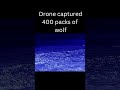 Drone captured 400 wolf packs