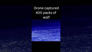 Drone captured 400 wolf packs