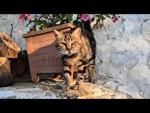 A shy tabby stray cat living on cat island