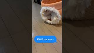 Rくんの寝起き【マルチーズ】
