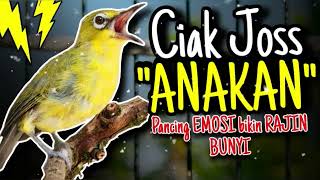 Download lagu Ciak Joss Kecial Kuning ANAKAN Ampuh Pancing EMOSI Bikin Kecial RAJIN BUNYI‼️ mp3 Download lagu Ciak Joss Kecial Kuning ANAKAN Ampuh Pancing EMOSI Bikin Kecial RAJIN BUNYI‼️ mp3