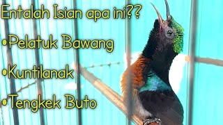 Download lagu Kolibri Ninja (KoNin) GACOR Nembak Entalah Isian apa KUNTI, PELATUK BAWANG, TENGKEK BUTO mp3