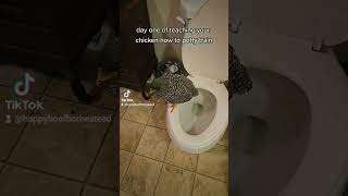 you can teach a new chick new tricks #chicken #shorts #pottytraining #homesteading