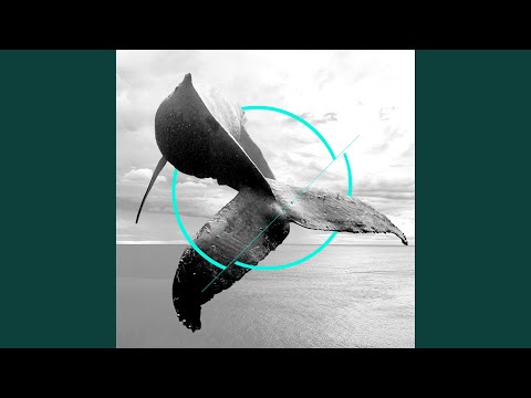 Gray Whale (feat. Alberto Bof, Lowtopic, Ale Bavo, FiloQ, Raffaele Rebaudengo)