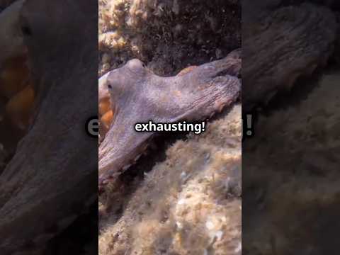 Mind-Blowing Octopus Facts You Didn't Know!