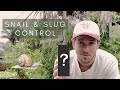 3 Effective Ways to Get Rid of Snails in Your Garden! Do THIS Now!