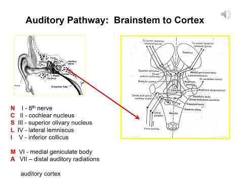 B1 BAEP theory   anatomy and development