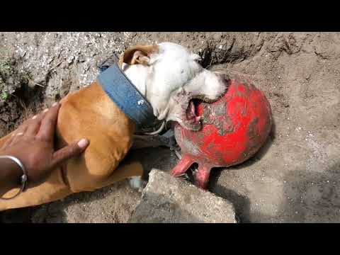 THOMPSON'S KENNEL SOSA X RUSSIA REDBOY JOCKO TERMITE TIME.