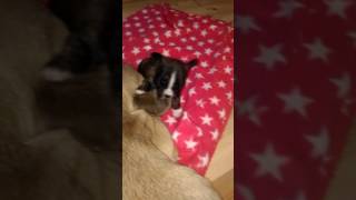 French Bulldog Puppy Arabella (4 weeks)
