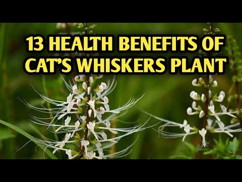 Brown java tea extract, packaging type: polybags, packaging ...