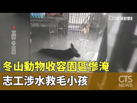 冬山動物收容園區慘淹　志工涉水救毛小孩