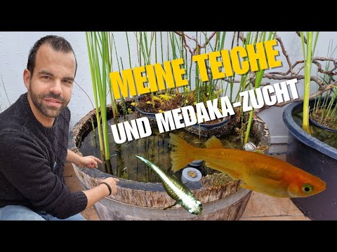 Meine Teiche und Medaka-Zucht #medaka #aquaristik