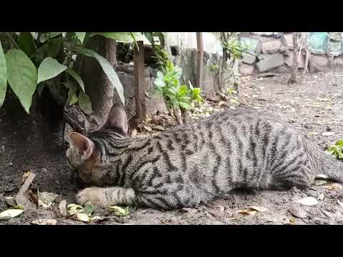 Cat not eat Mouse only play  video anurag abhang