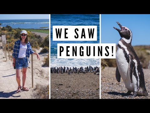 巴塔哥尼亞野生動物：在瓦爾德斯半島發現企鵝和海獅｜阿根廷，丘布特 (PATAGONIA WILDLIFE: Spotting Penguins + Sea Lions on Valdes Peninsula | Chubut, Argentina)