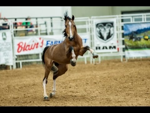 2014 Midwest Horse Fair