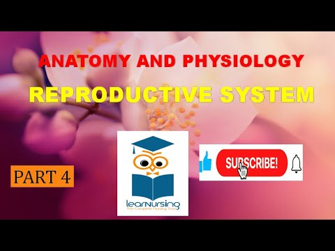 Anatomy &Physiology of reproductive system part 4#anatomy #nursingofficer#physiology