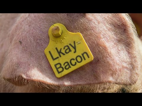 Lkay - Bacon [Music Video] 
