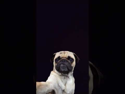 #dog Dog lover #trendingshorts #viralvideo #viralreels #viralshort #video #videos