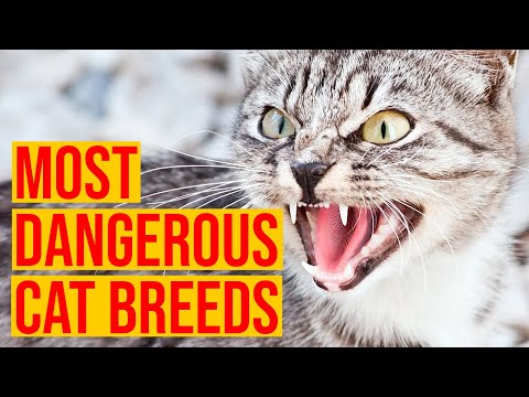 The 10 Most Dangerous Cat Breeds In The World