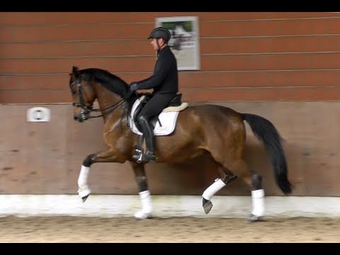 Gelding by Hotline, Prix St. Georges / S lvl placed, *2007