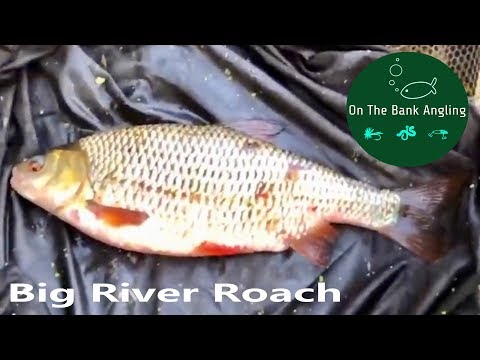 River Roach Fishing: How I Caught my Biggest!