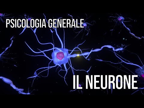 Psicologia Generale (PF24) - Il neurone