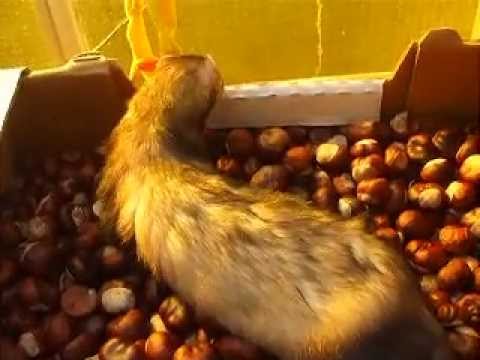 Roky göri ,masszázs gesztenye ágyon.(Ferret chestnut massage .)