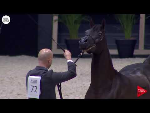 N.72 JV NERINA - Paris 2018 - Senior Mares (Class CM 3B)