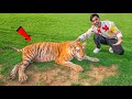 I Touched A Real Tiger अगर इसने हमला किया तो खेल खतम 1