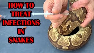 TREATING RESPIRATORY INFECTIONS IN PYTHONS & BOAS