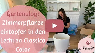 Zimmerpflanze eintopfen in den Lechuza Classico Color | Gartenvlog Amadeo Ambiente