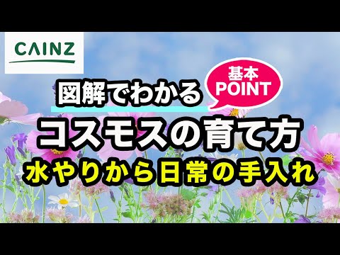 コスモスの種 自家播種の花 育てやすい 特別な注意が必要