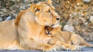 "Un mammifero" (canzone scienze Scuola Primaria)