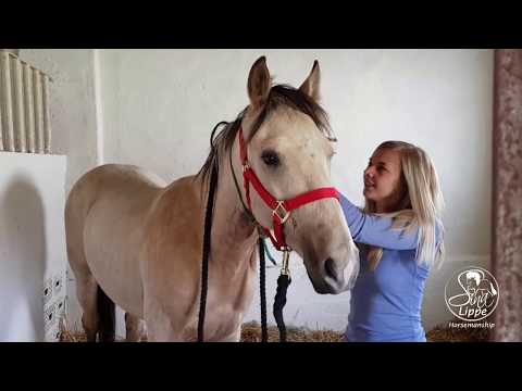 MUSTANG MAKEOVER 2018 Team Sina (TAG 4243) - Update 2