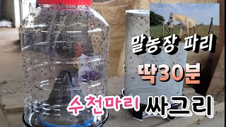 13마리 말농장에 파리 때문에 못살겠다고~ ✔딱 30분후 사장님 표정이