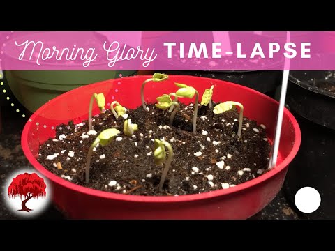 Morning Glory Seedling Timelapse | Red Willow Tree | Morning Glory Seeds Growing | Seed Time Lapse