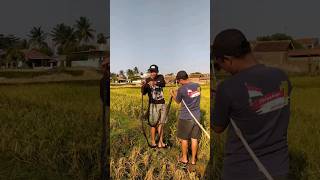 Download lagu Si bolang pasang jaring burung #shorts #bolang mp3