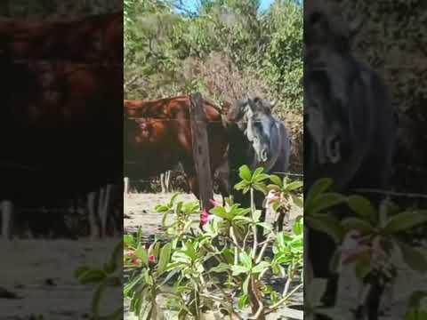 #viral curral vacas cavalos em canudos bahia#